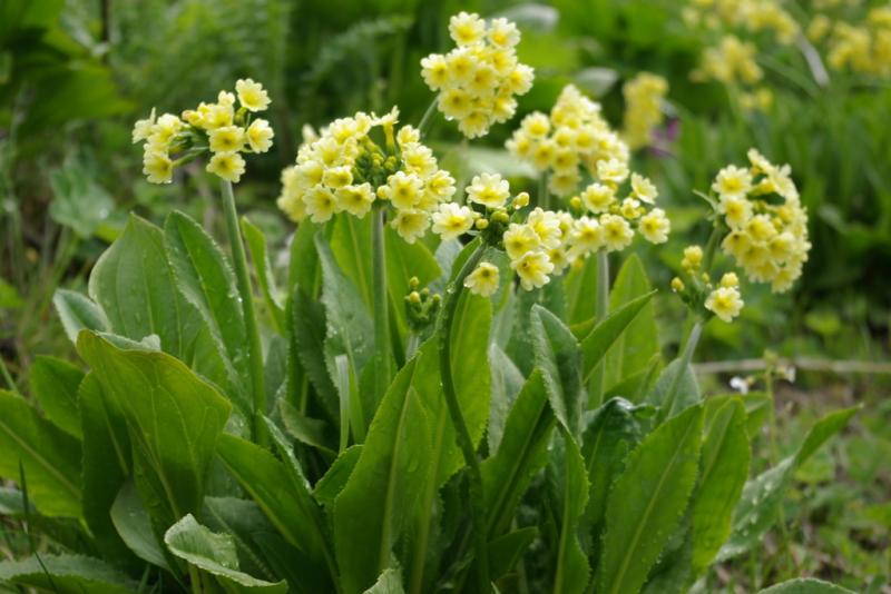 Primula luteola (1450)